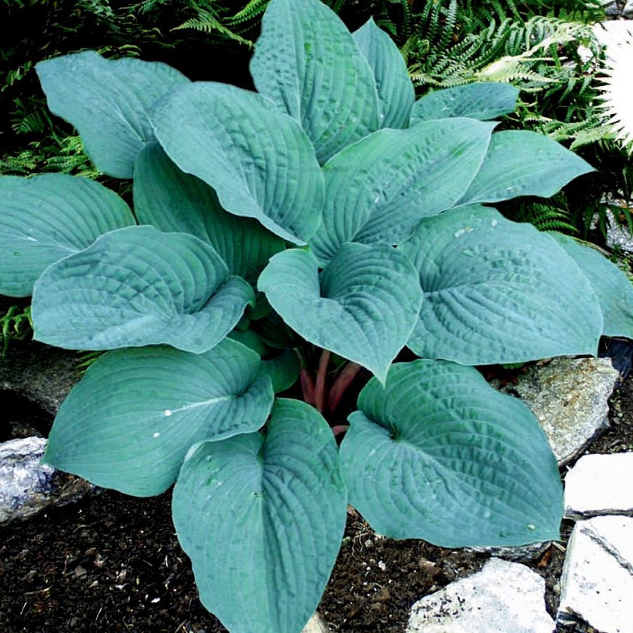 Хоста 'Блуберри Маффин' / Hosta hybride 'Blueberry Muffin'